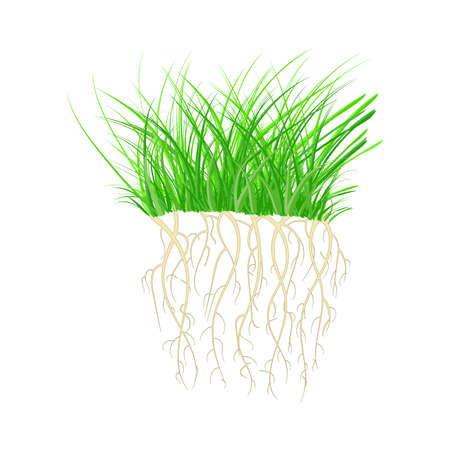 Green grass with roots isolated on white background. Tuft shape of grass. Nutritious sprouts. Rooted green organic plants. Summer raw young herb. Design element of nature. Blade wisp.のイラスト素材