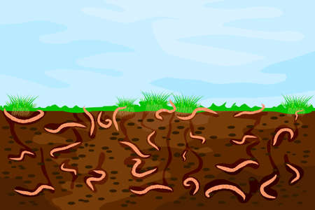 Ground cutaway with earthworms. Worms in garden soil. Air and water passage in the soil created by earthworms. Composting process with organic matter and microorganisms. Stock vector illustration