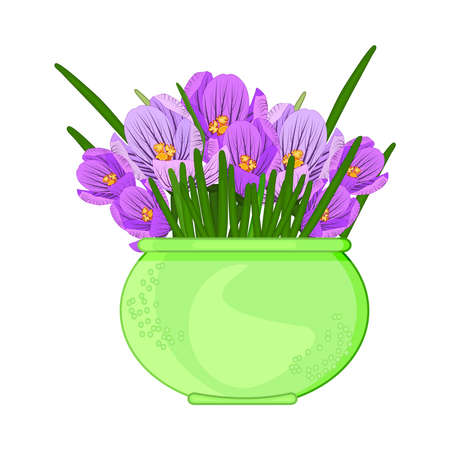 Crocus flowers in pot isolated on white background. Terracotta flowerpot with purple crocuses. Houseplant in green vase for interior decor of home or office. Saffron flower. Spring seasonal. Stock vector illustrationのイラスト素材