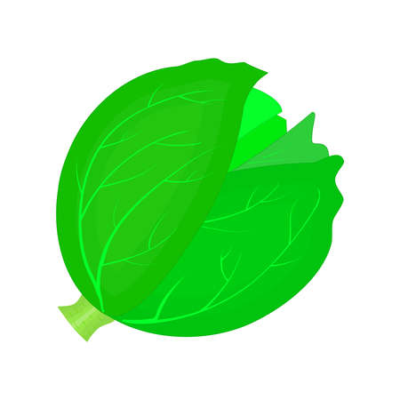 Cabbage or lettuce isolated on white background. Green cabbage head icon. Kale farm market symbol. Whole vegetable. Fresh, organic and healthy food. Green veggie nutrition. Harvest from the garden. Stock vector illustrationのイラスト素材