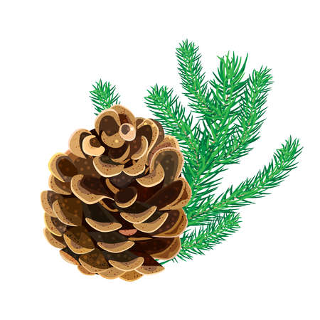 Cone with fir twig isolated on white background. Pine cone with branch of spruce needles. Coniferous winter plant. Christmas decoration, winter symbol. New Year decor. Object for winter design. Stock vector illustrationのイラスト素材