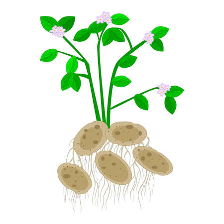 Potatoes isolated on white background. Potatoes plant with flowers, leaves, stem, roots and fruit tubers. Useful vegetable. Vegetarian food ingredient. Agriculture plant. Natural product. Gluten free food. Stock vector illustrationのイラスト素材