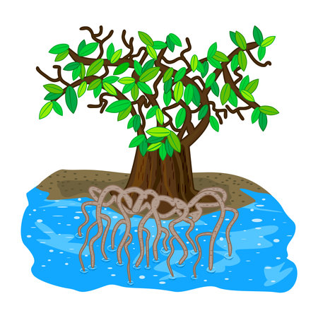 Mangrove tree isolated on white background. Tropical tree on the beach with tangled underwater strong roots and green leaves. Tropic plant growing in salt waters. Forest in swamp. Stock vector illustrationのイラスト素材