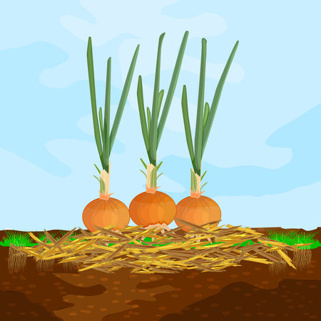 Mulch gardening concept  with onion, mulch,soil and sky. Mulching of plants, vegetables and soil protection. Woody waste using as mulch. Agriculture countryside outdoor seasonal work. Stock vector illustrationのイラスト素材