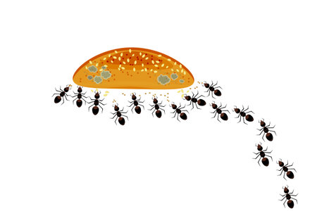 Ants gather around bread, cake, bun or cookies. Ants colony and food isolated on white background. Uncontrolled insect pest problem inside the kitchen. Home pest or parasite control concept.Stock vector illustrationのイラスト素材