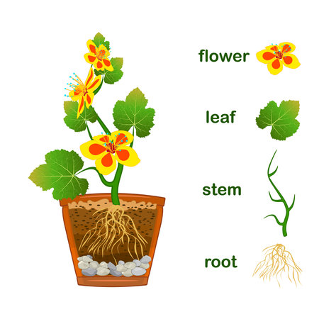 Parts of plant. Scheme with titles of plant part with green leaves, yellow flowers, stem and root system isolated on white background. Diagram for botany education. Stock vector illustrationのイラスト素材