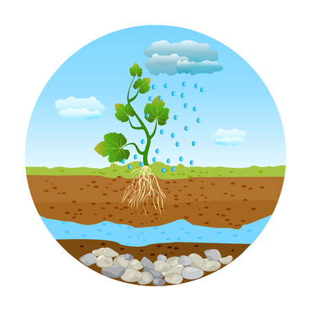 Rain drops falling on the green sprout with roots in the soil. Sky, clouds, rain, plant with root and soil layers in circle frame. Rain and small plant with root system. Stock vector illustrationのイラスト素材
