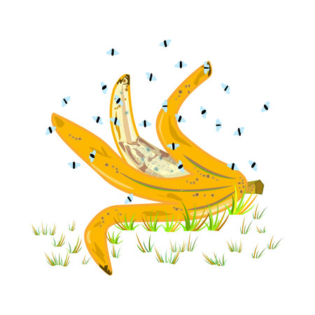 Fruit flies and banana peel isolated on white background. Drosophila melanogaster. Insect swarming around food scraps. Flies flying above peeled banana in grass. Organic waste or kitchen leftovers and pest. Stock vector illustrationのイラスト素材
