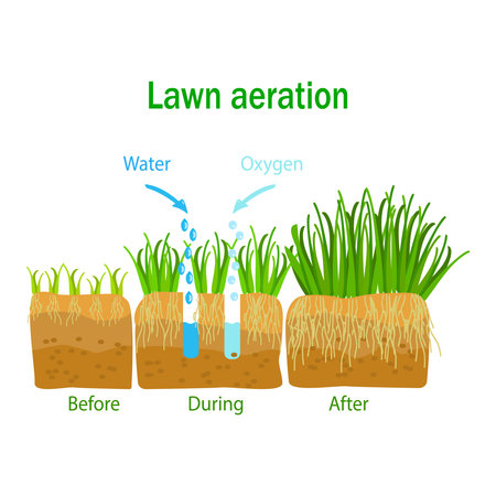 Lawn grass aeration, care and scarification. Stages lawn aeration. Water, oxygen and nutrient penetration to grass roots. Process steps before and after. Gardening grass lawncare, landscaping service. Stock vector illustrationのイラスト素材