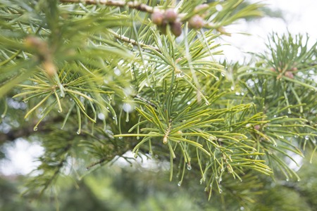Close up macro shot of green spruce needles with water drops after rain. Selective focus, green...