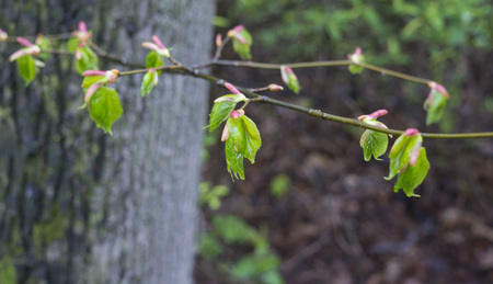 birch branches with swollen Golden buds with earrings covered with drops of morning spring rainの写真素材