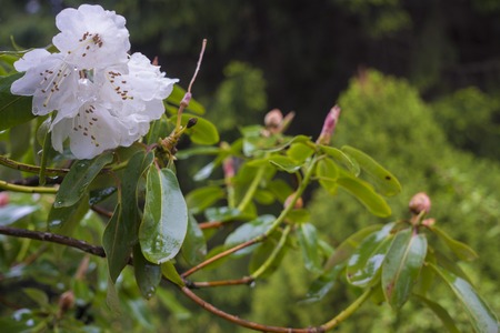 Cunninghams White Rhododendron Rhododendron caucasicum x Rhododendron ponticumin gardenの写真素材