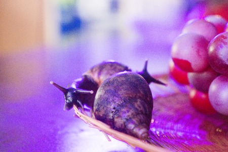 The large ahatina snail close up blue lightの写真素材