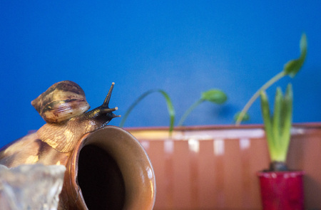 The large Achatina snail close up blue lightの写真素材