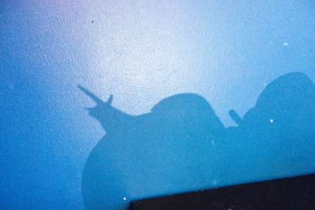 The large Achatina snail close up blue lightの写真素材