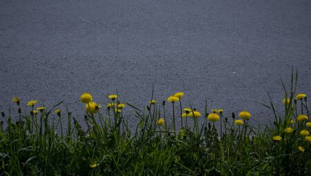 Yellow flower of a dandelion plant Taraxacum officinale aka ordinary dandelion grows on a ground. The pursuit of life.の写真素材