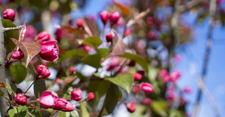 Abundance of pink blossoms densely covering apple tree branches of the background of the blue sky and green leafy trees.Apple tree flowering in a botanical garden.の写真素材