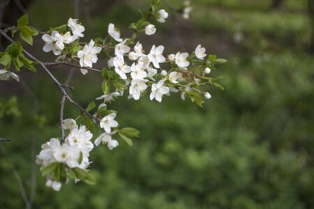 Flowers, cherry blossoms on the branches on a spring day. Beautiful spring background. Spring...