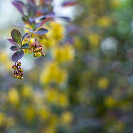 Flowering Thunbergs barberry or Berberis thunbergii. Cultivar with red leaves and yellow flowersの写真素材