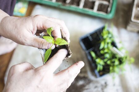 seedlings in peat pots.Baby plants seeding, black hole trays for agricultural seedlings.The spring...