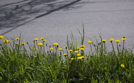 Yellow flower of a dandelion plant Taraxacum officinale aka ordinary dandelion grows on a ground. The pursuit of life.の写真素材