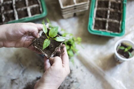 seedlings in peat pots.Baby plants seeding, black hole trays for agricultural seedlings.The spring...