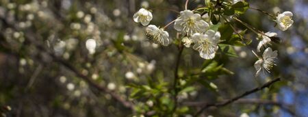 Flowers, cherry blossoms on the branches on a spring day. Beautiful spring background. Spring...