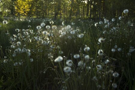 Lot of dandelion stems with white ball of seeds on green grass backgroundの写真素材