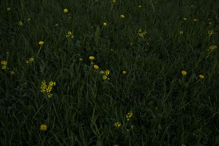 Detail of nature - ground with grass and Yellow dandelion flowers as texture or backgroundの写真素材
