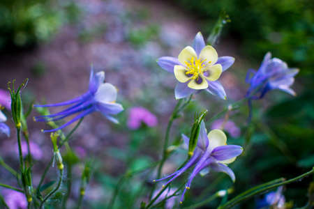 Blue violet bluebell flower aquilegia, columbine, catchment. Background of green spring grass in...
