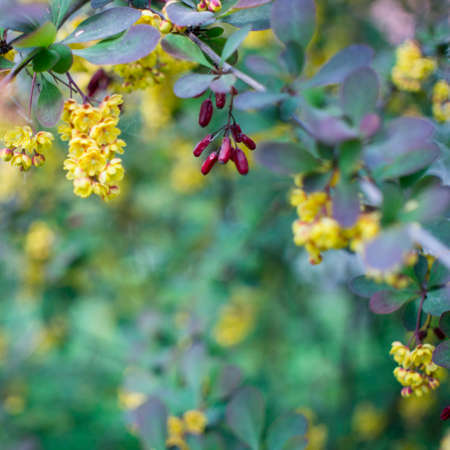 Flowering Thunbergs barberry or Berberis thunbergii. Cultivar with red leaves and yellow flowersの写真素材