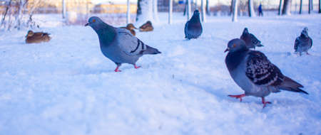 A group of ducks - common mallard - are landing on the lake during a sunny day in winter. The pond...