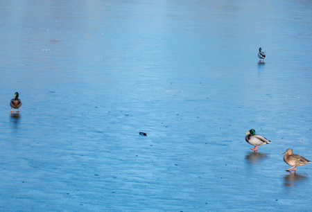 A flock of urban ducks close-up on the snow near the reservoir on a clear winter day.の写真素材