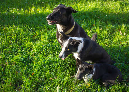 head shot of three white and black dogs of blurry green background. Side profile view. Group side...
