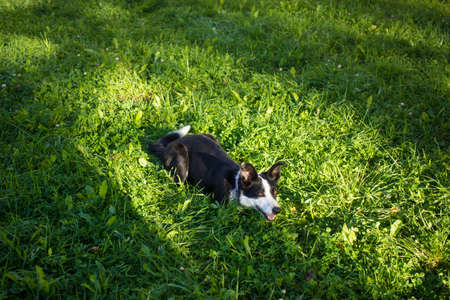 The dog is ashamed. Border collie covers his nose with his paw.の写真素材