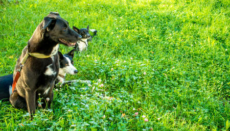 head shot of three white and black dogs of blurry green background. Side profile view. Group side view portrait of dog of different breeds. banner with copy spaceの写真素材