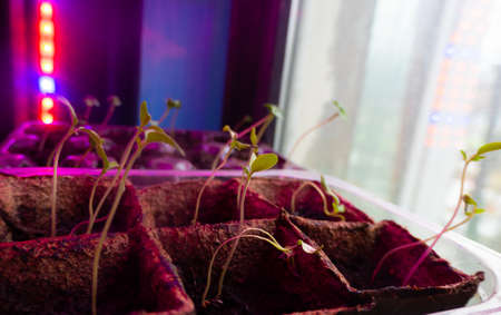 small sprouts in a box in the light of a phytolamp. red and blue light. garden on window. close-up. High quality photoの写真素材