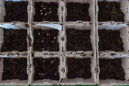 Small plats growing in carton box in black soil. Break off the biodegradable paper cup and plant in soil outdoors. Flat lay viewの写真素材