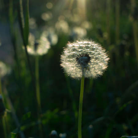 beautiful delicate dandelions growing on the green lawn in the warm rays of the summer sun. High...