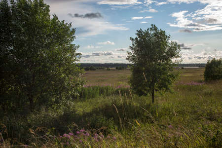 Summer countryside landscape with a Russian village. Forest, green grassy field and small wooden houses in a meadow under a beautiful sky with cloudsの写真素材