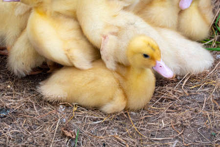 Ducklings in a home farm. Close up of ducklingの写真素材