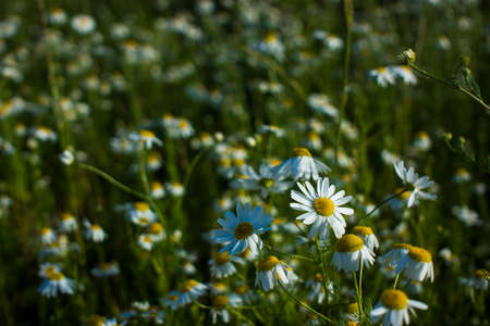 Chamomile background among nature flowers Beautiful scene of nature with chamomile in full bloom, chamomile, spring. High quality photoの写真素材