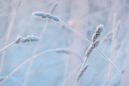 Dry ears in the snow against the background of a white snow-covered field. Winter snowy landscape. A...