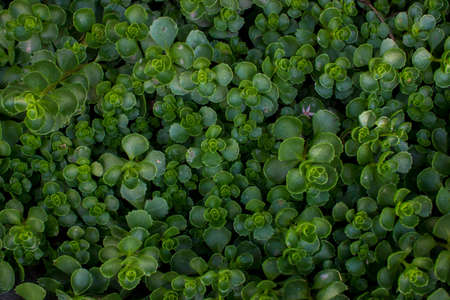 A plant called Saxifrage is green in color on a clear sunny day. High quality photoの写真素材