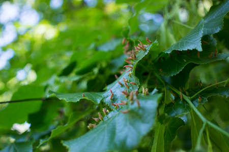 Lime leaves affected Linden gall mite Eriophyes tiliae. High quality photo