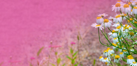 white chamomile flowers grow on a field with sand. Copy space. summer banner. High quality photoの写真素材