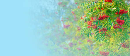 A branches of rowan with red berries banner. Autumn and natural background. Autumn banner with rowan...