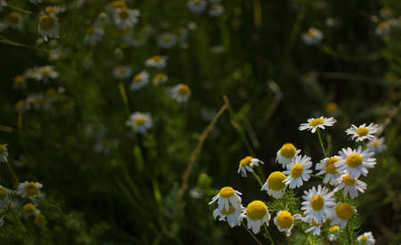 Chamomile background among nature flowers Beautiful scene of nature with chamomile in full bloom,...