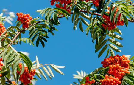 A branches of rowan with red berries banner. Autumn and natural background. Autumn banner with rowan berries and leaves. Copy space. High quality photoの写真素材