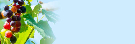 A branch of grape leaves against a clear blue sky. Copy space. ... High quality photoの写真素材